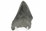 Bargain, Juvenile Megalodon Tooth - South Carolina #169316-1